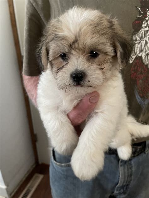 Pets for sale in dayton ohio - CKC Yorkies. $1,500 Cynthiana, Kentucky Yorkshire Terrier Puppies. Yorkshire Terrier Puppies Active Listings. Yorkies puppies available ohio, jefferson township. Hello we got adorable and affordable yorkies puppies they’re 10 weeks old potty trained, vaccin.. #372600. 
